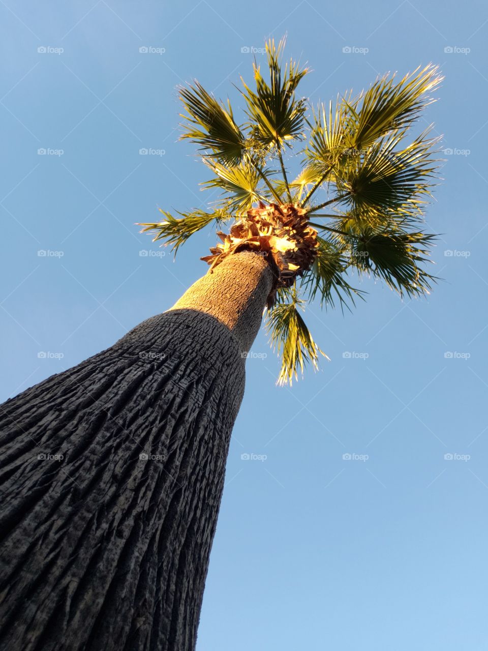 palm tree