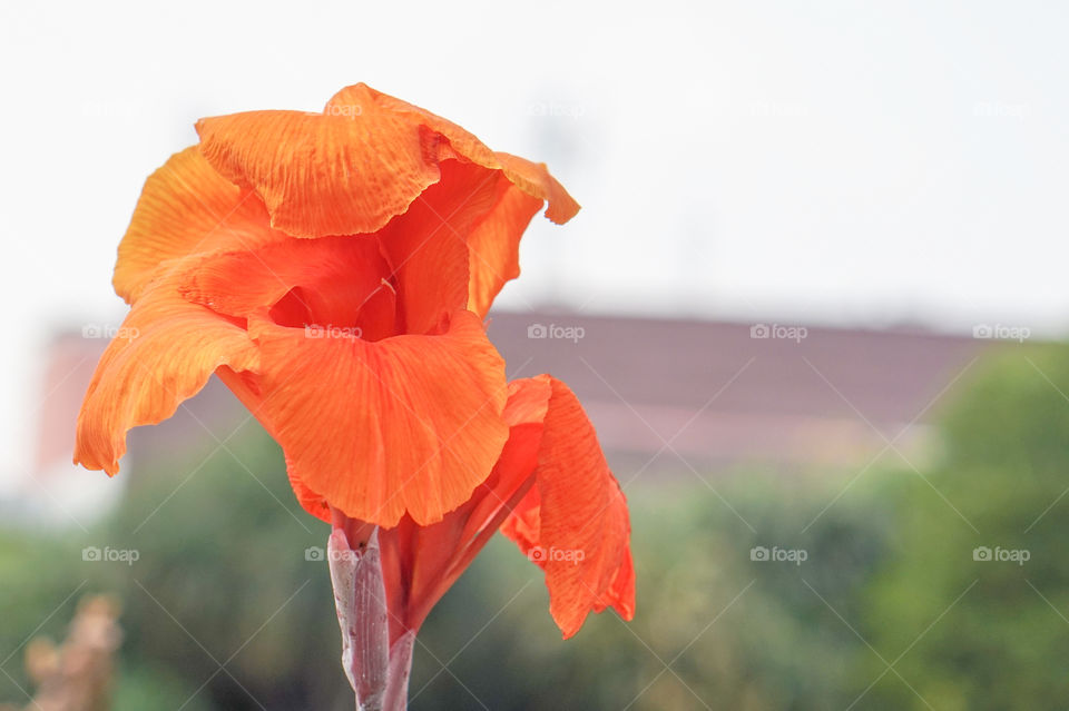 Orange canna Lily