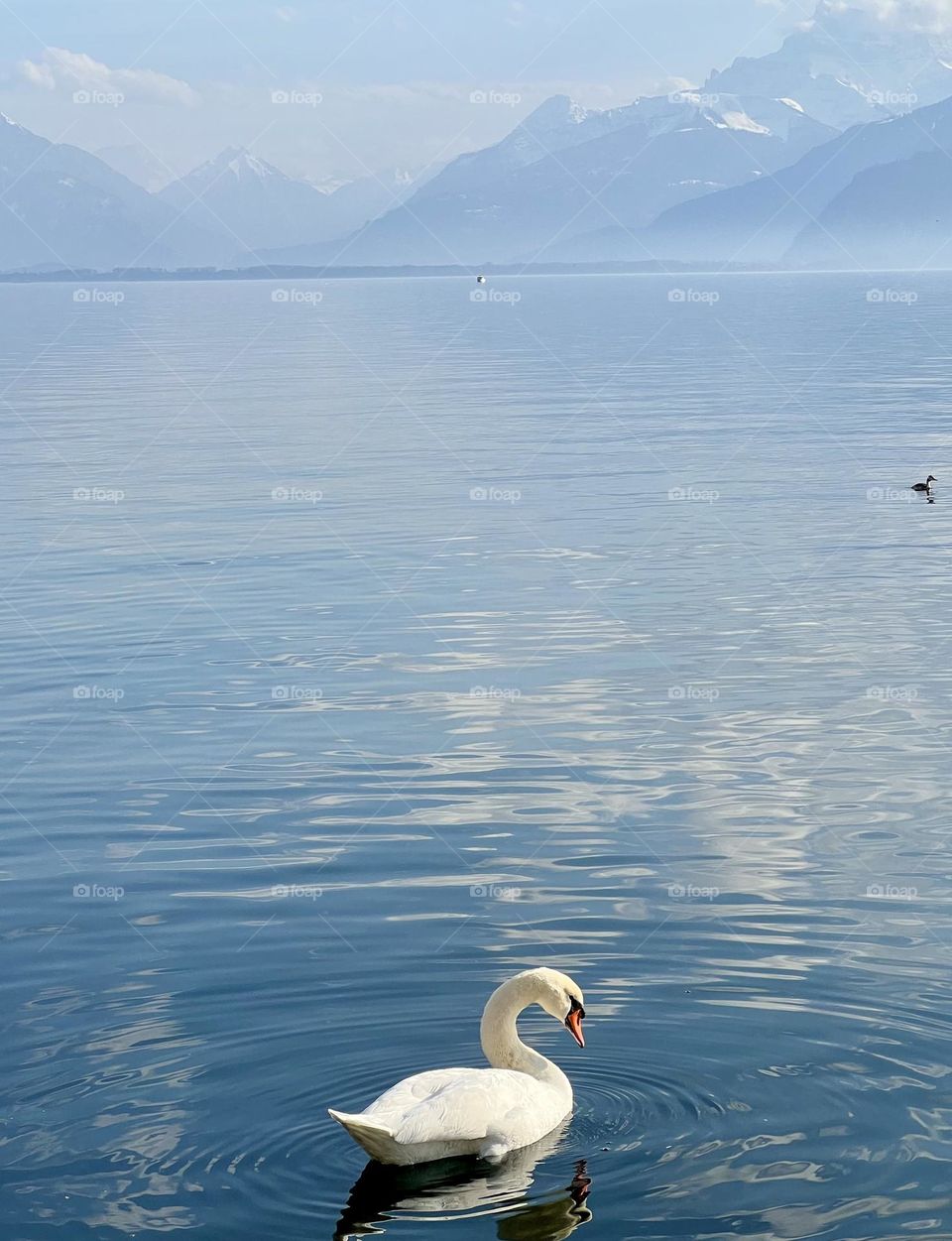 Swan at the lake