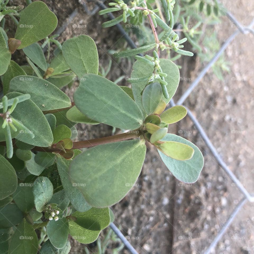 Plant , purslane