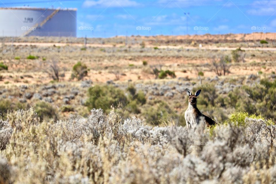 Lone kangaroo in the Australian outback with natural gas tank in background