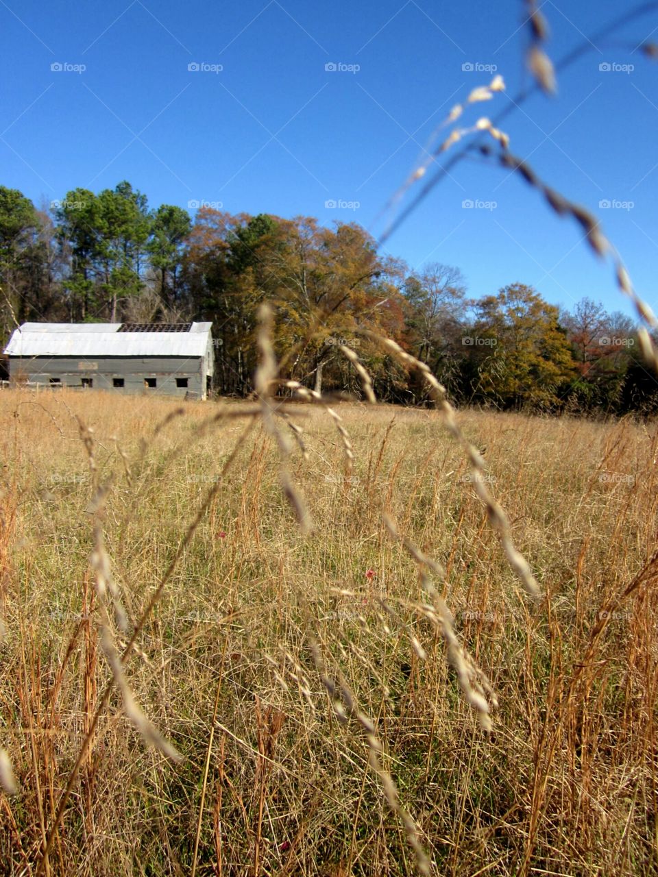 old farmhouse in a field