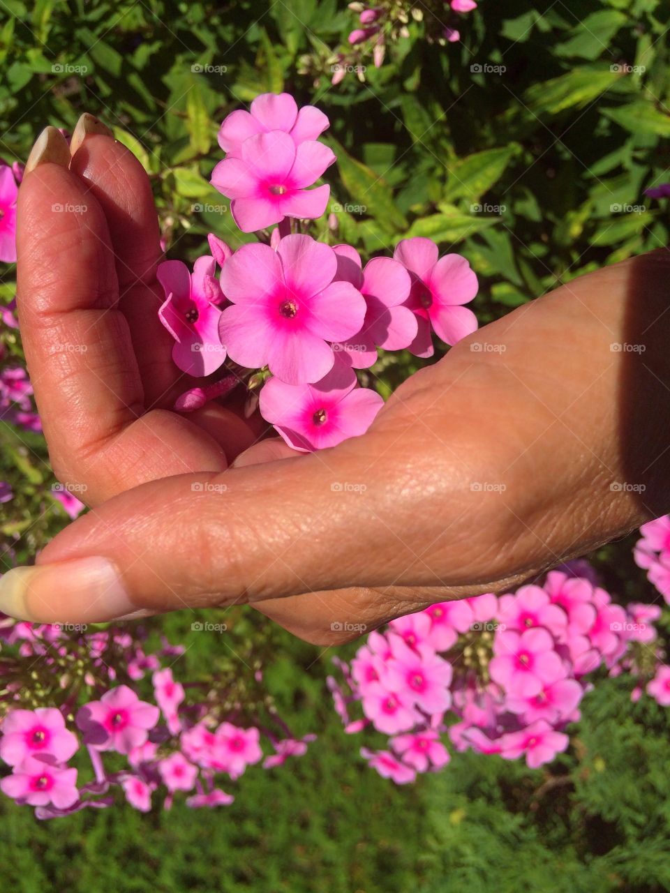 Planted beautiful phlox in my garden. Its in full bloom right now, the colour is stunning! Will be cutting some for a wonderful bouquet of freshly cut flowers in a vase on my table. 
