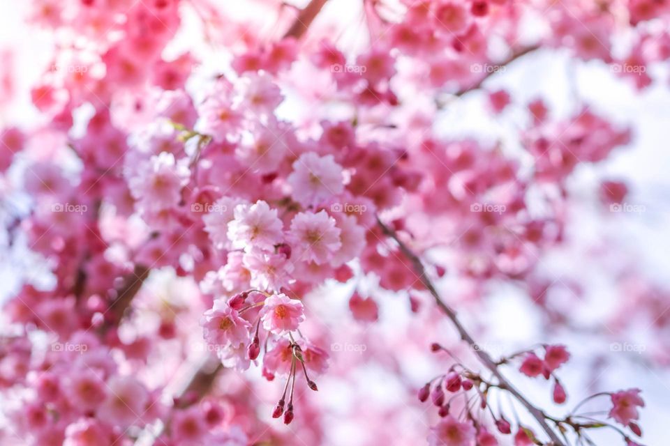 Apple tree bloom