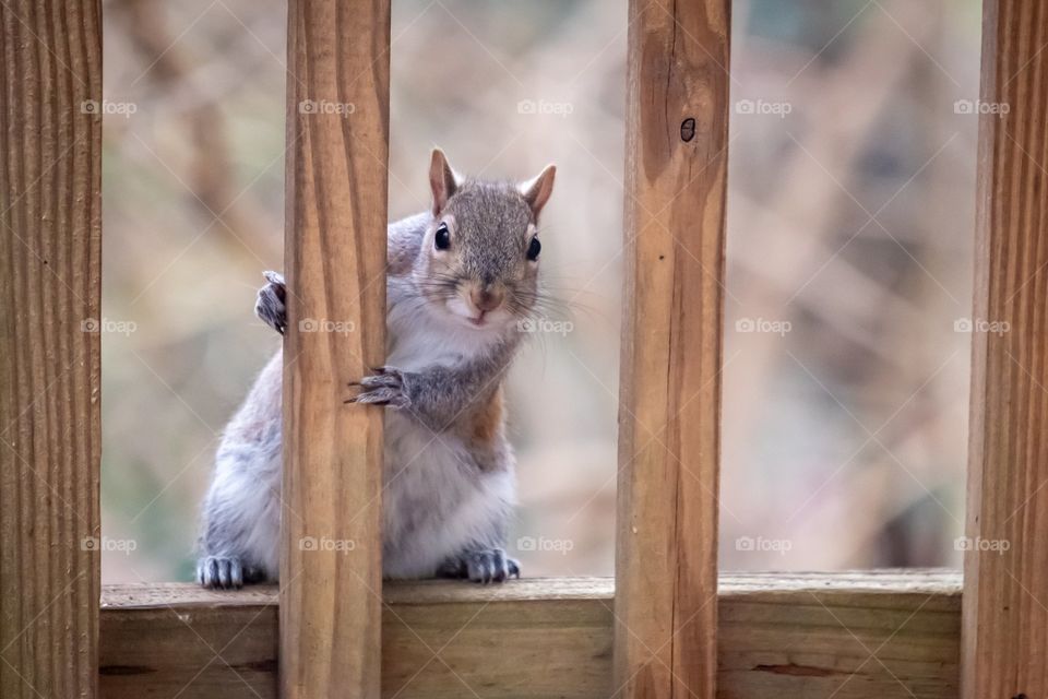 PSSST, Hey! BOSS man! Yea, you... Black Oil Sunflower Seed man...