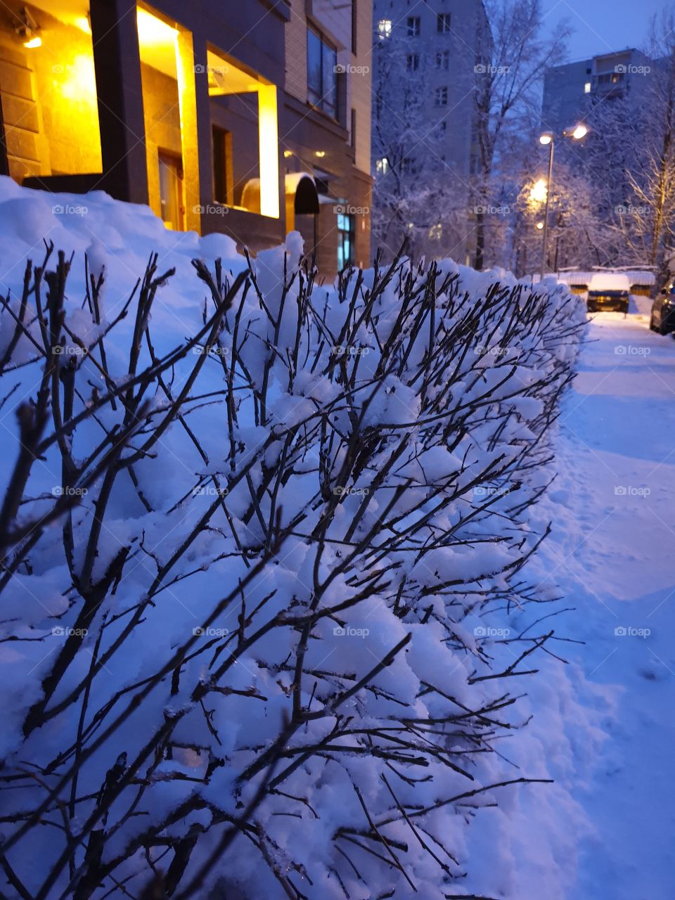 Winter fairy tale, winter, snow, evening Moscow, beautiful trees, trees in the snow