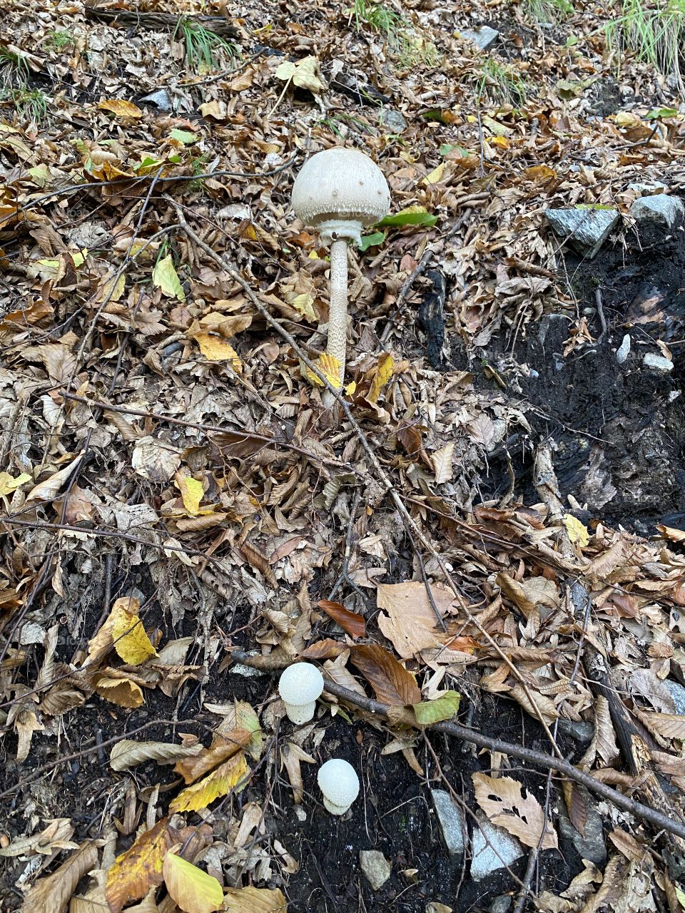 Mushroom 