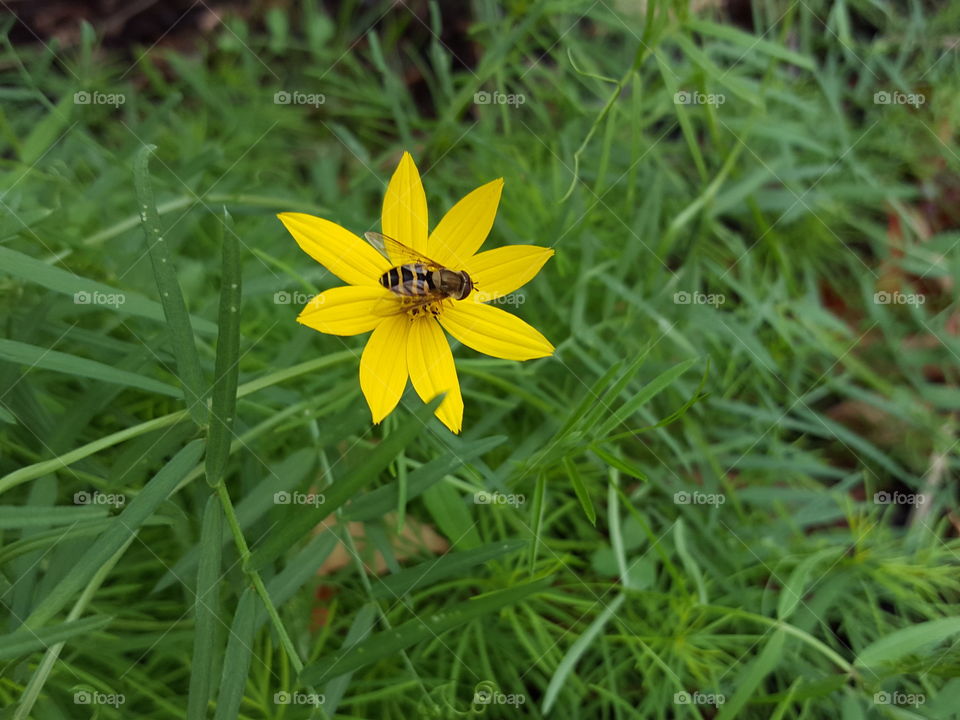 High angle view of bumblebee on flower