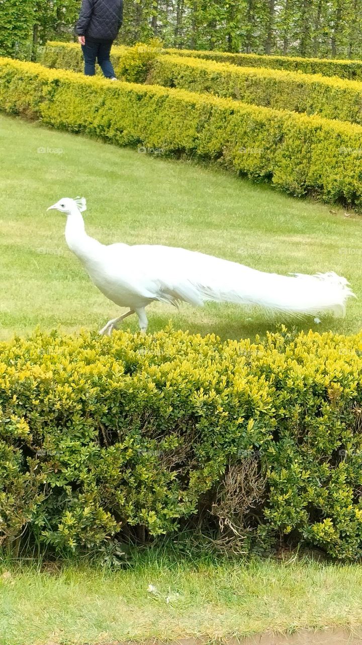 White Peacock in a City Park