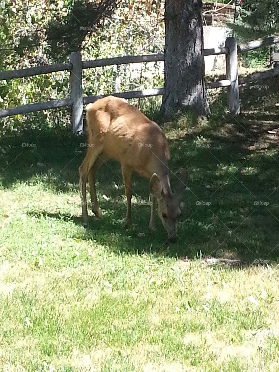 Doe in the front yard
