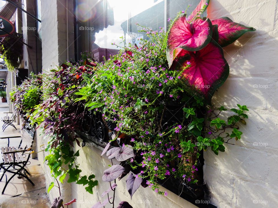 Sunlight on flowers and window