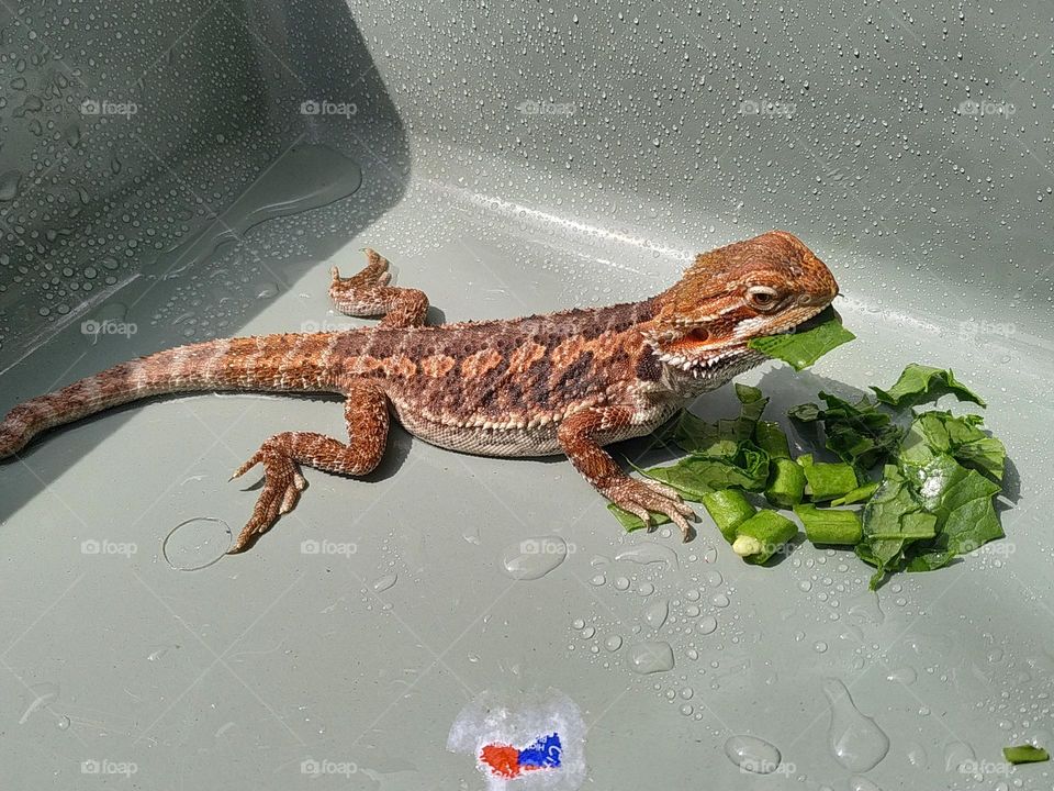 a bearded dragon lizard eating while sunbathing