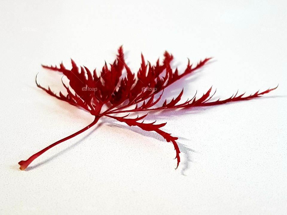 Red leaf