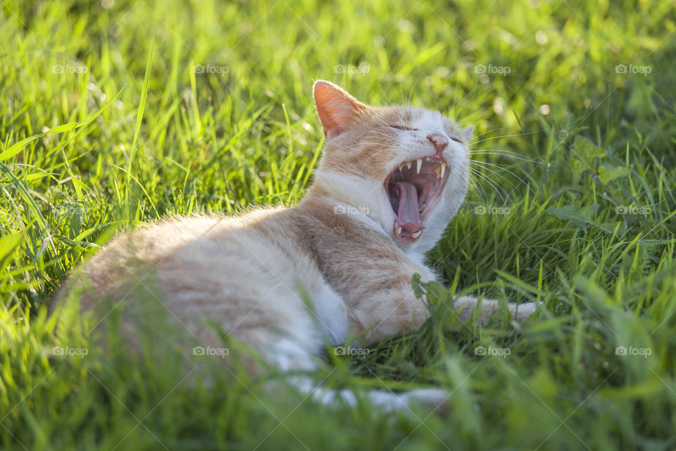 Yawning cat