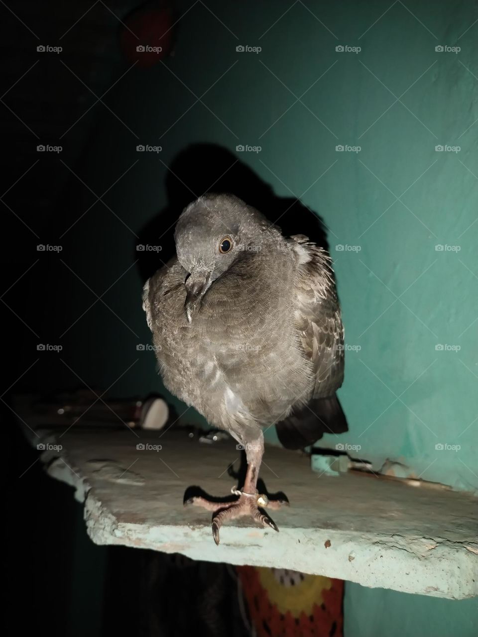 pigeons sleep with one leg up