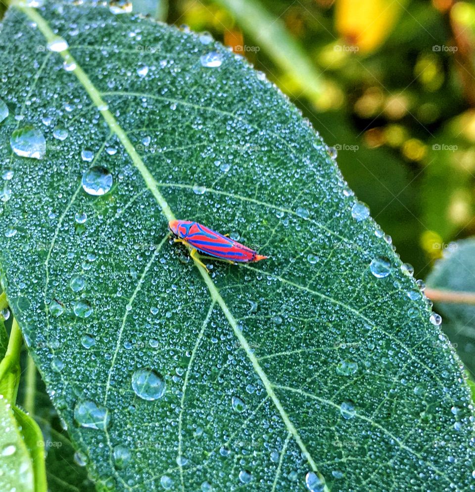 Colorful bug taking a morning sip 