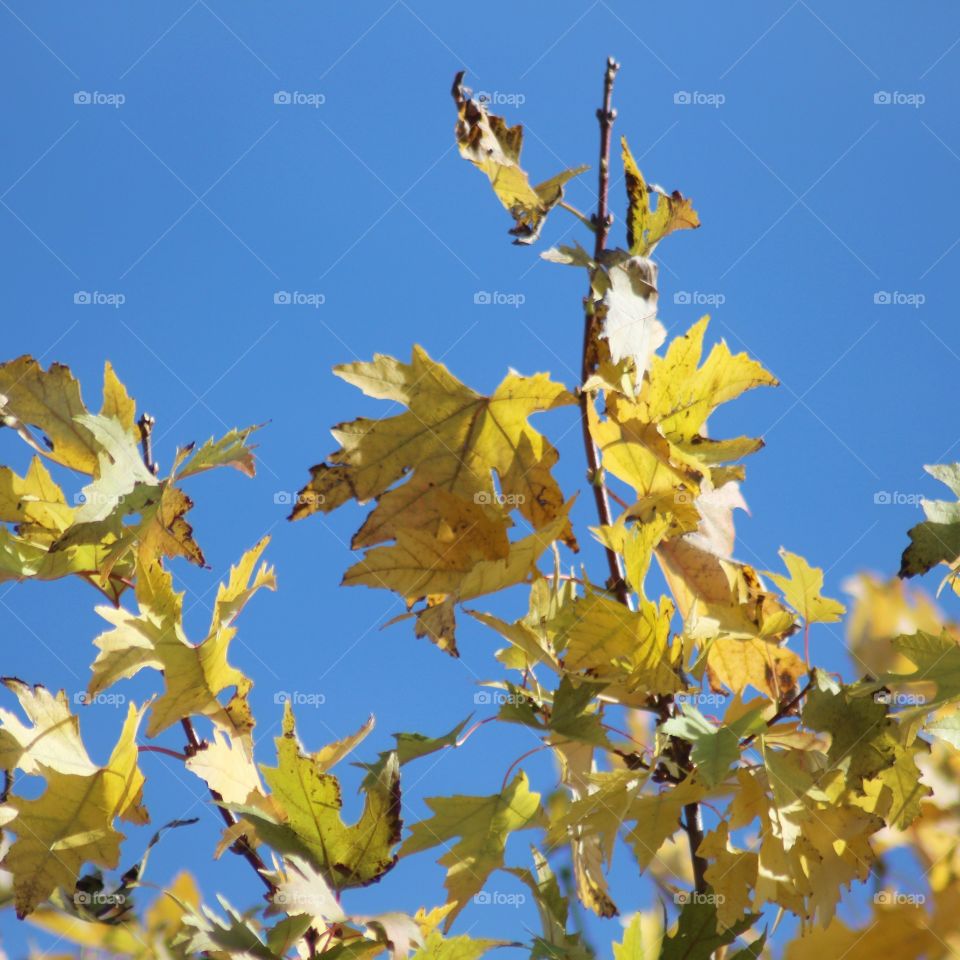 Yellow Fall Leaves 