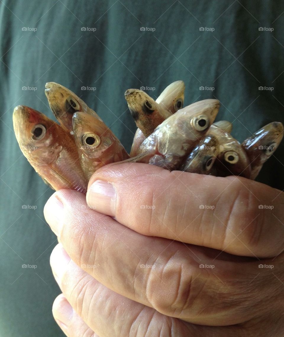 Handful of little fish