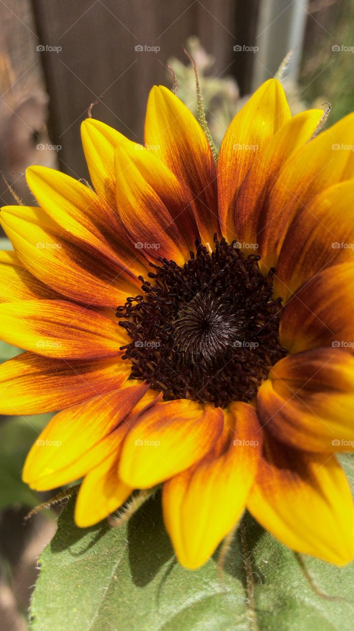Chocolate sunflower 