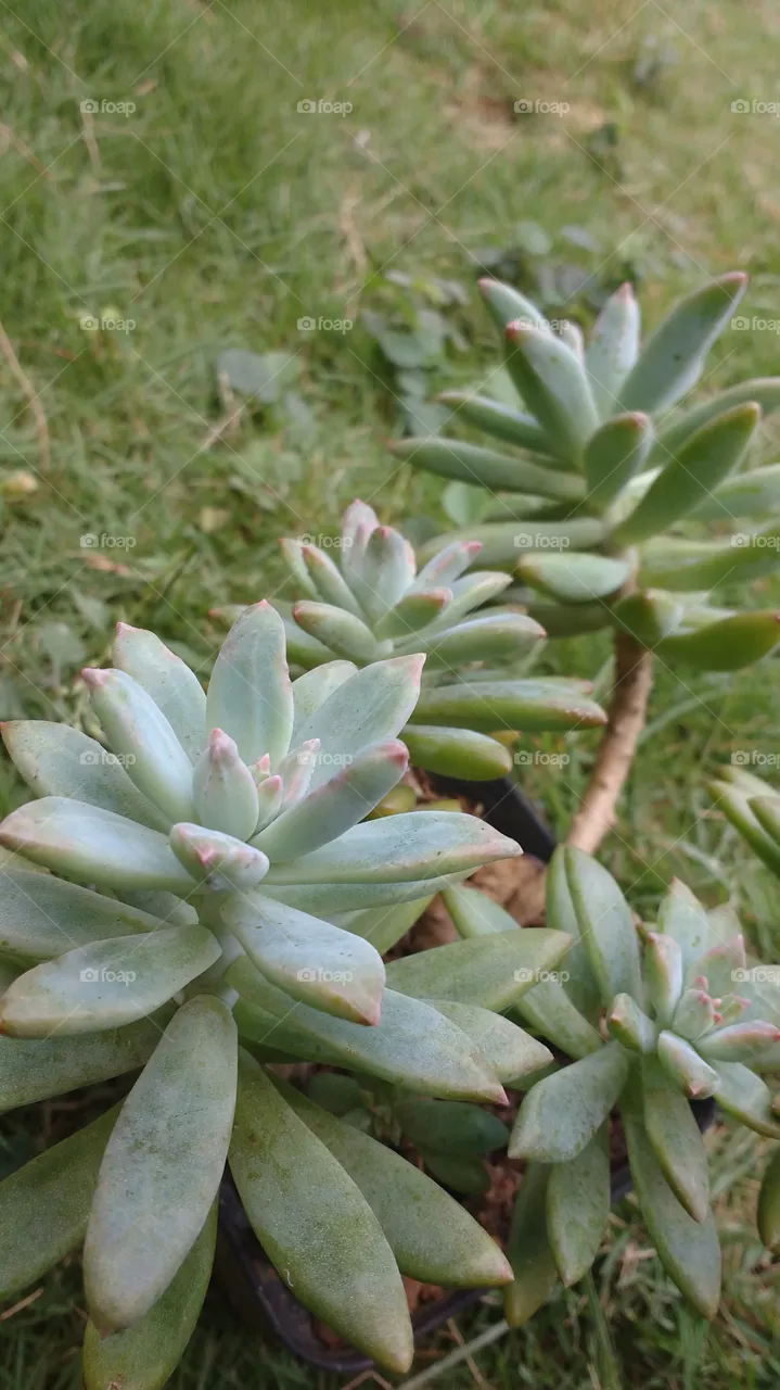 lindo