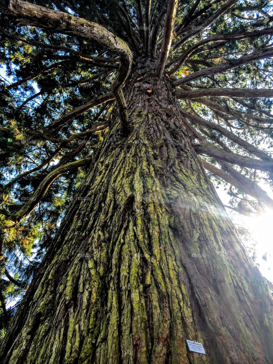 Low angle view of tree trunk