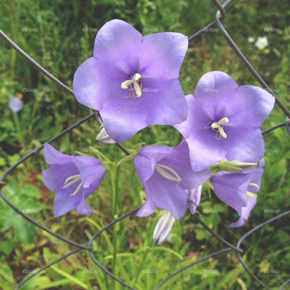 Bluebell flowers
