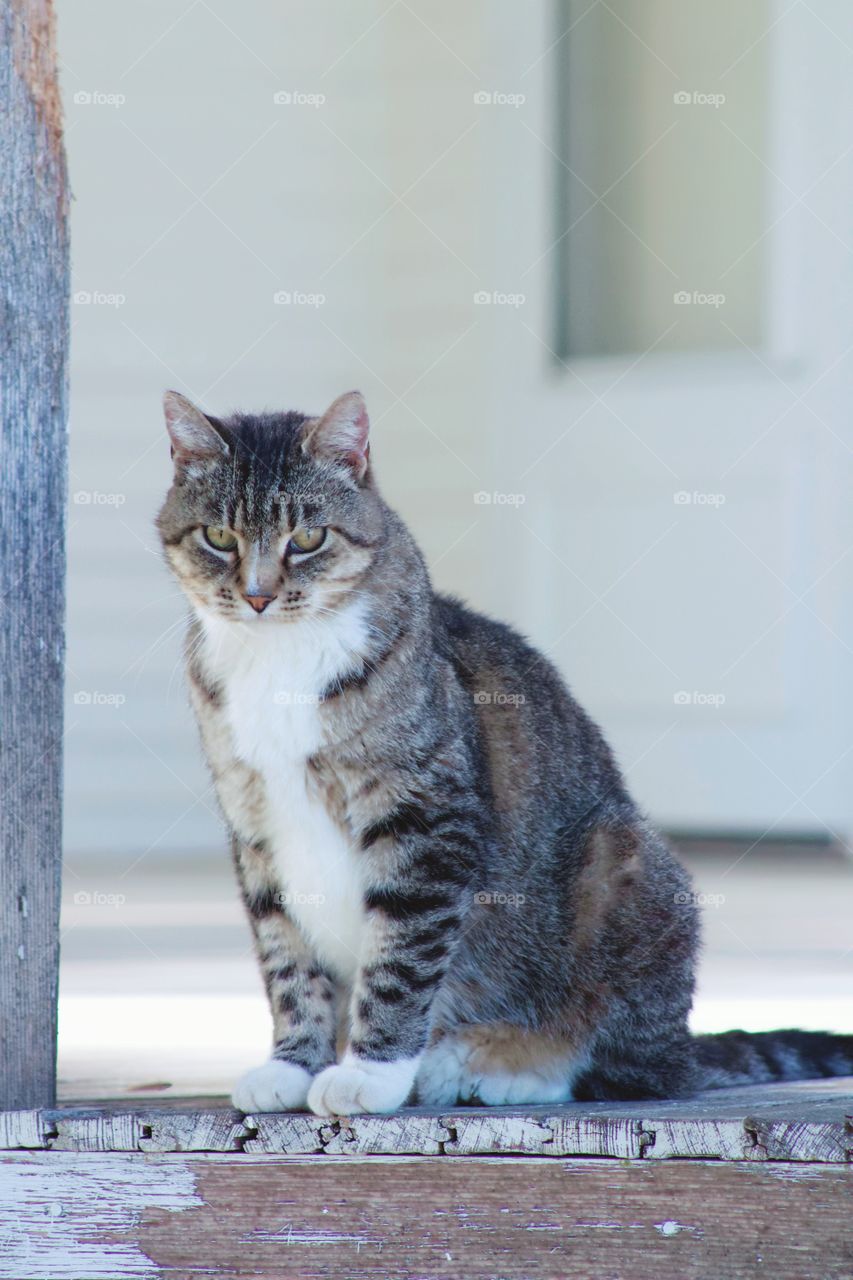 A beautiful grey tabby, sitting on a weathered wooden porch