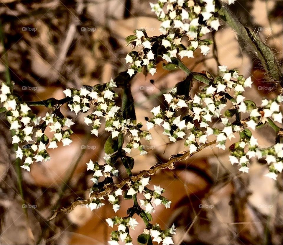 The tiniest white flowers I’ve ever seen, growing through the fallen live oak leaves 🤍