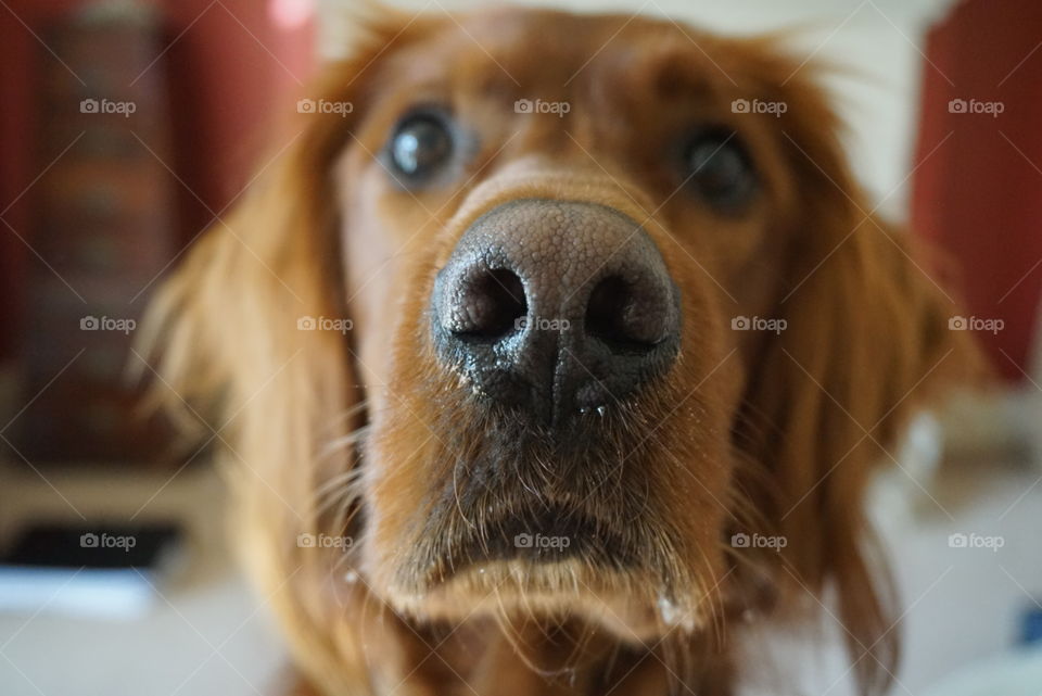 Sad Looking Red Setter .... waiting ... pleading ... for a biscuit 