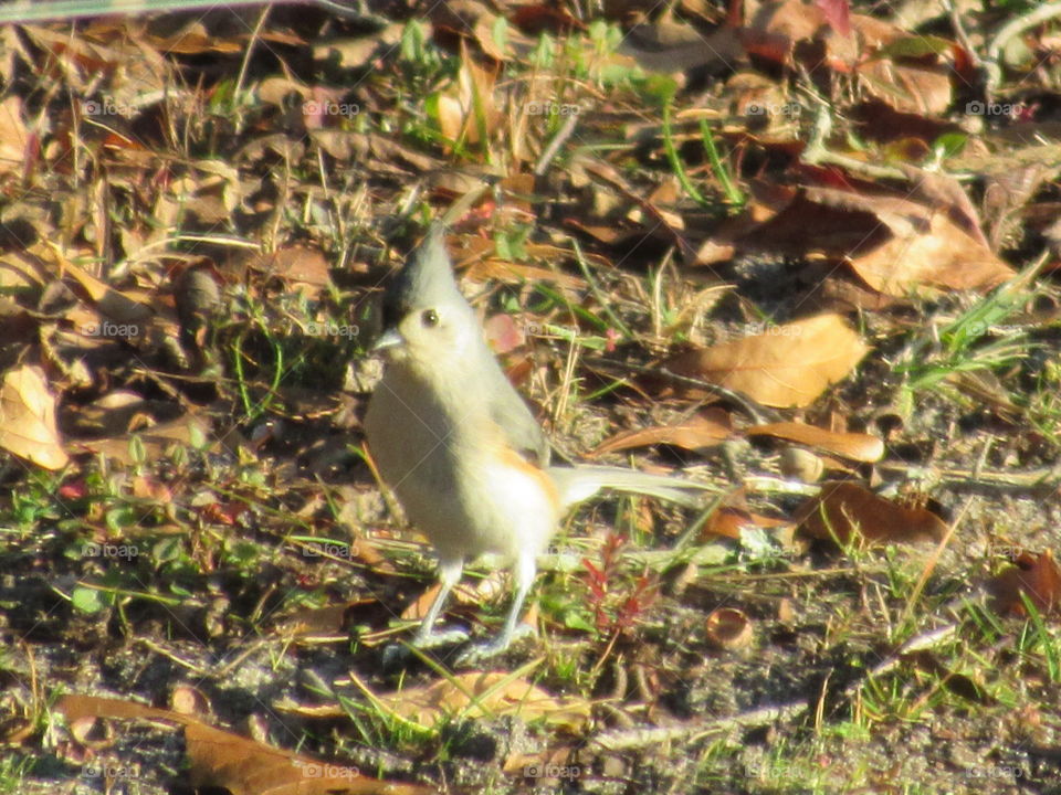 Titmouse