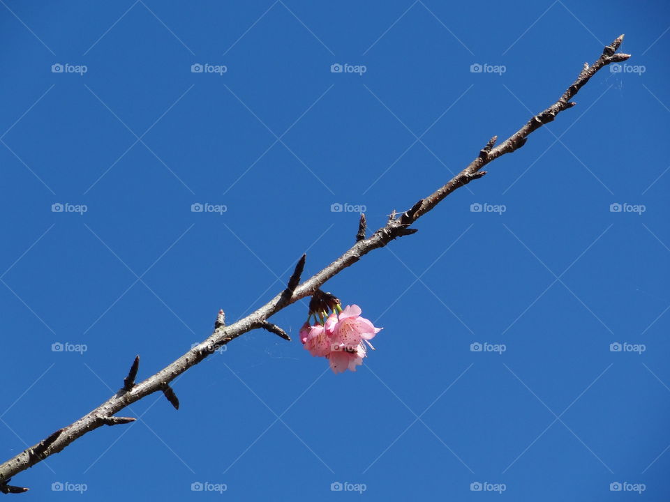Blooming flowers on tree branch