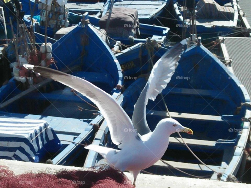 A seagull tries to fly