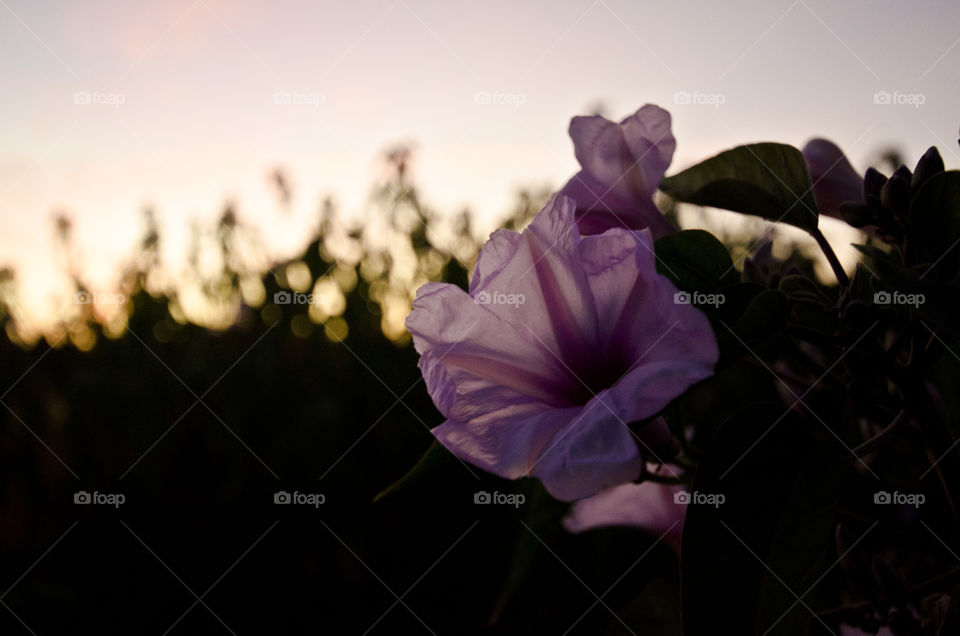 Sun setting behind a flower in egypt