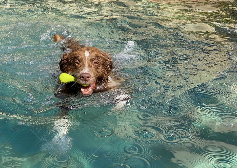 Border collie splashing and swimming in a pool