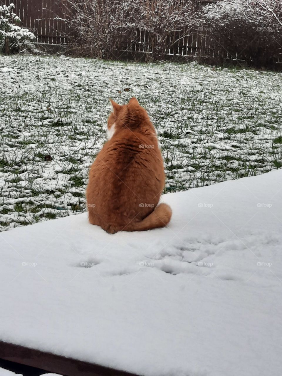 winter nature  - ginger cat with winter fur observing snow covered garden