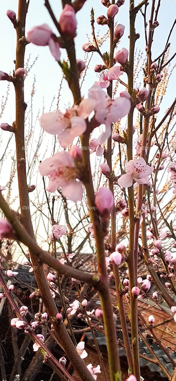 Spring, everything is blooming