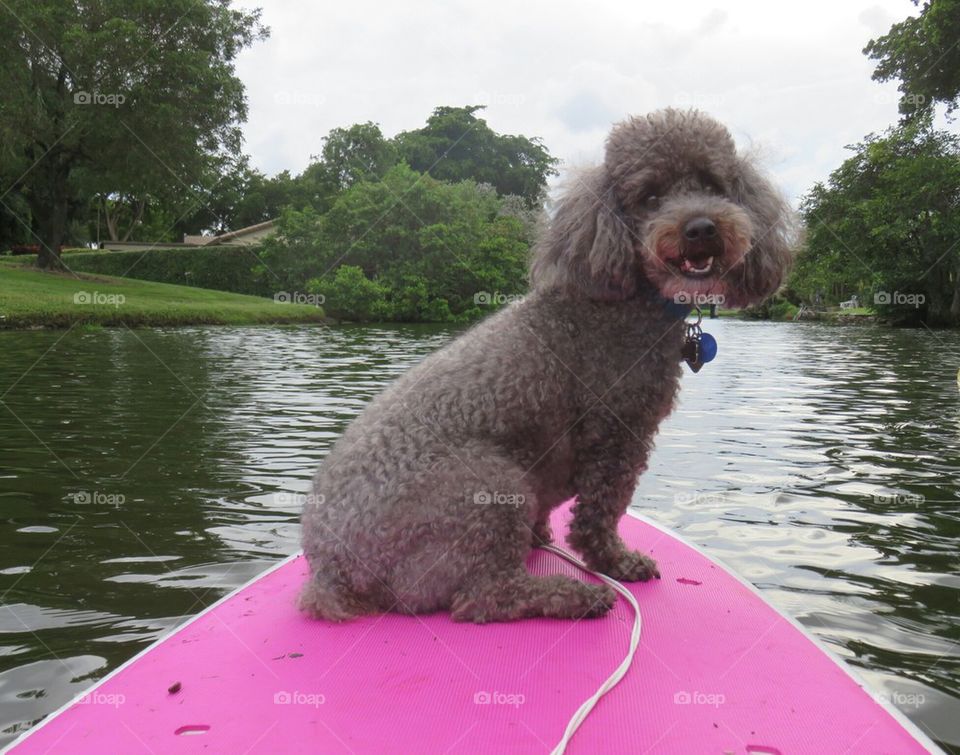 Paddleboarding Poodle