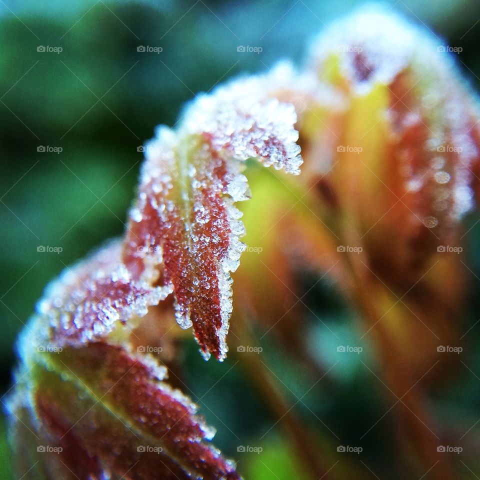 Frost on autumn leaves