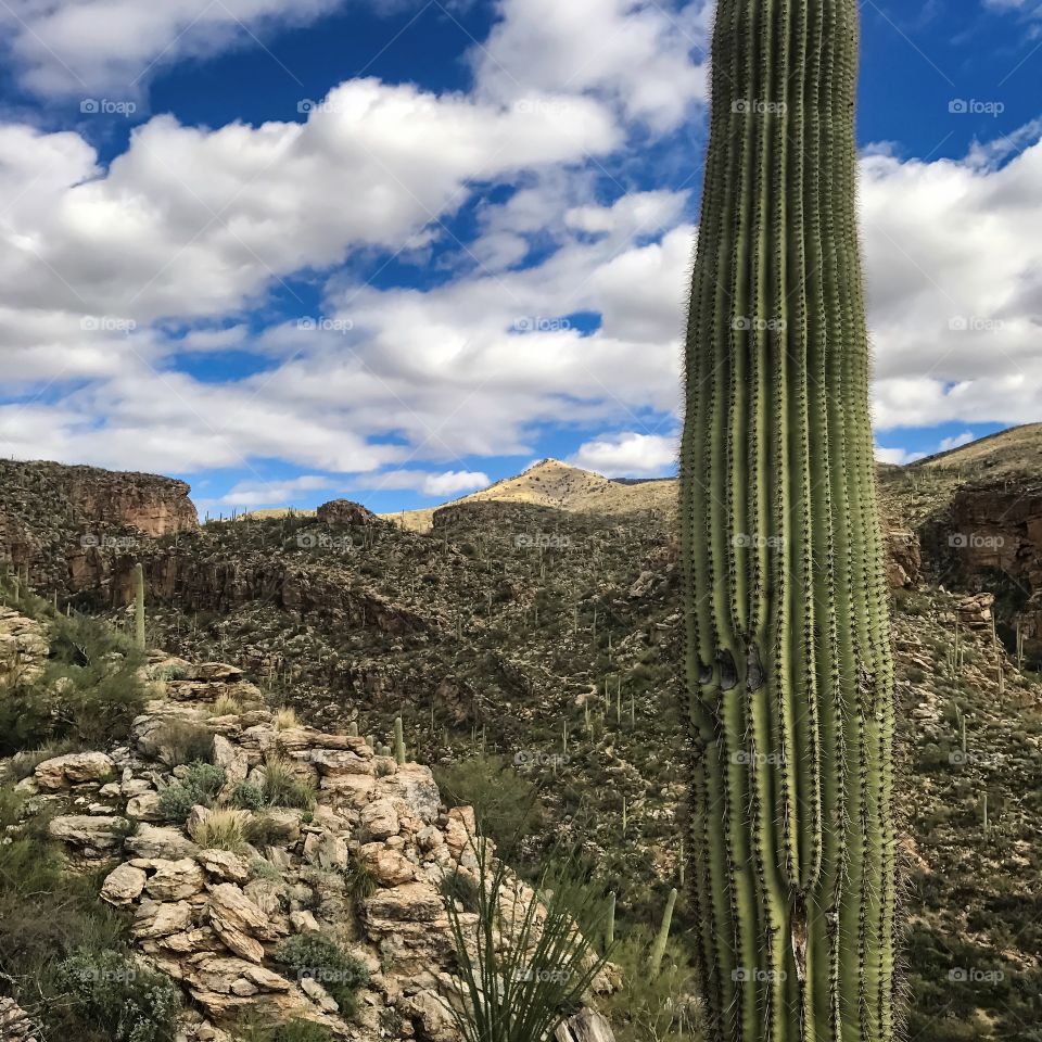 Mountain Desert Landscape 