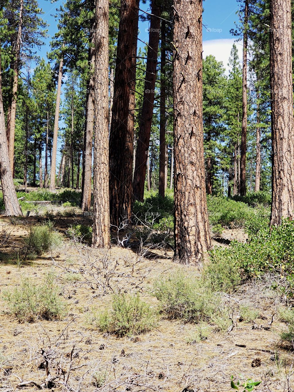 Towering over manzanita bushes in the Deschutes National Forest in Central Oregon are beautiful ponderosa pine trees on a sunny summer day 