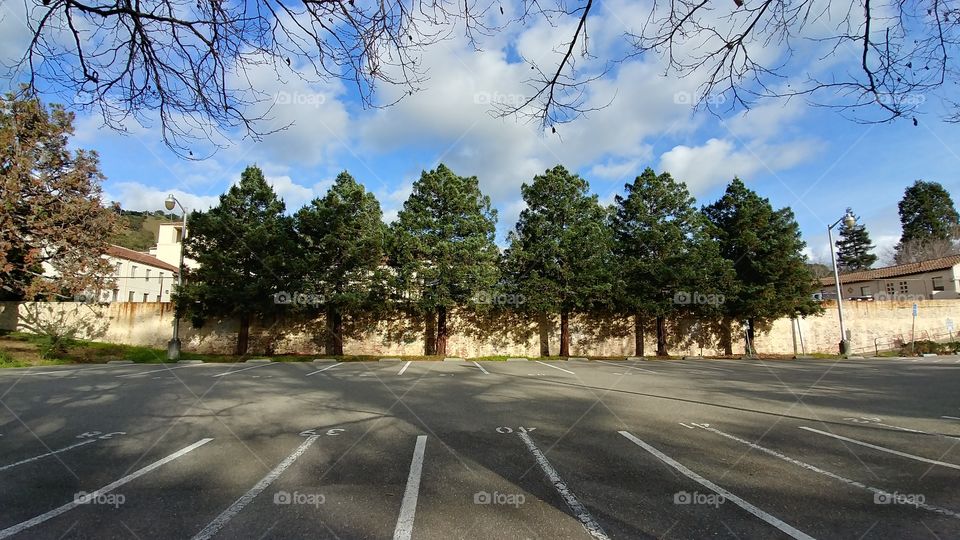 View of Row of Trees from Parking Lot