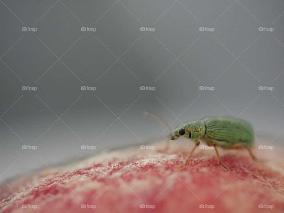 Kleiner Käfer auf einem Pfirsich 