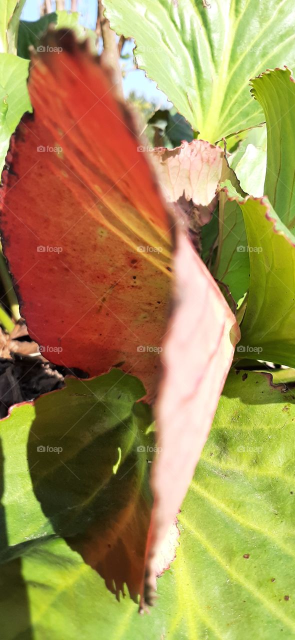 red leaf  in autumn