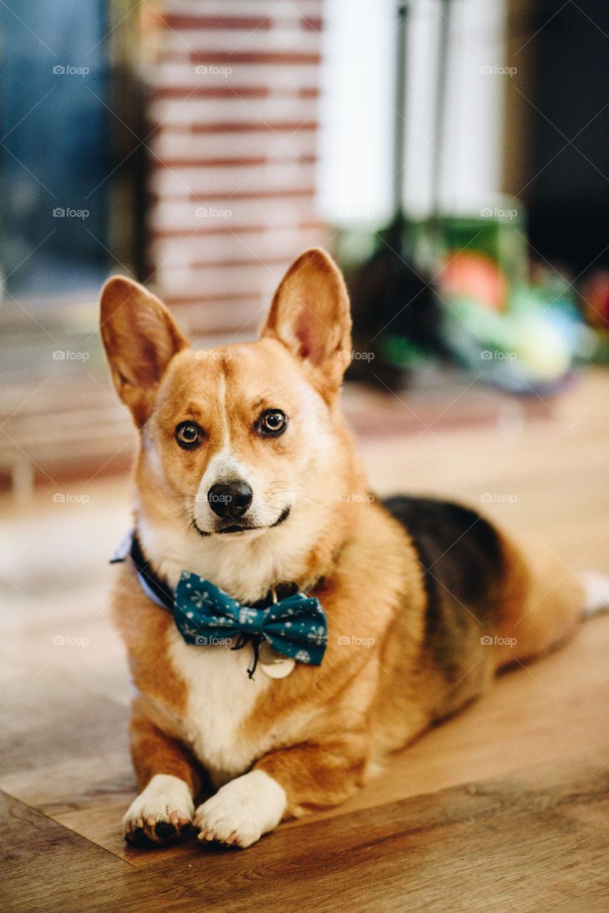 Corgi