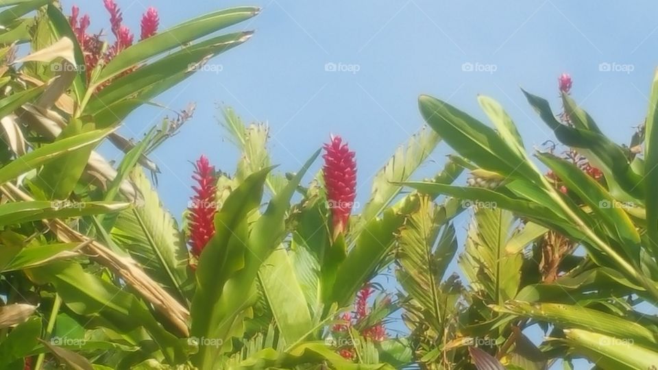 beautiful Hawaiian plants