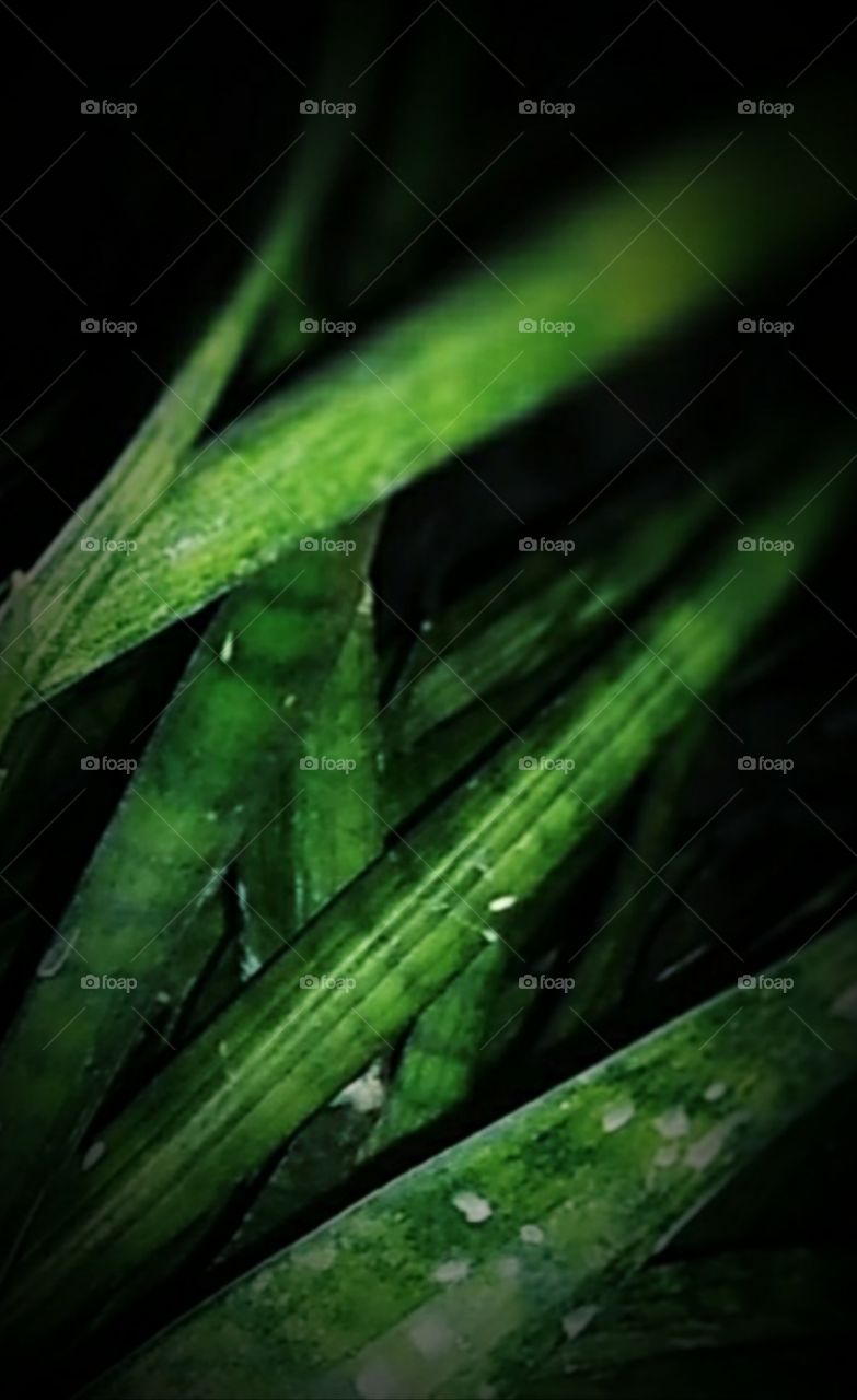 green leaf in the dark