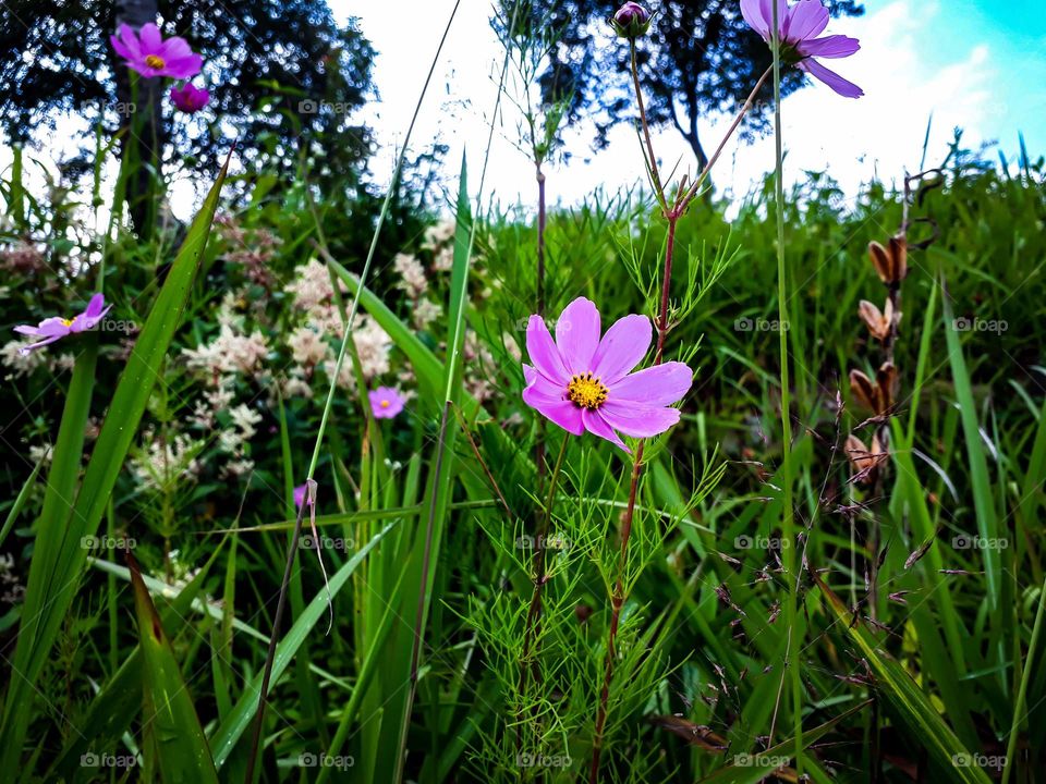 Garden Cosmos  looming in the wild