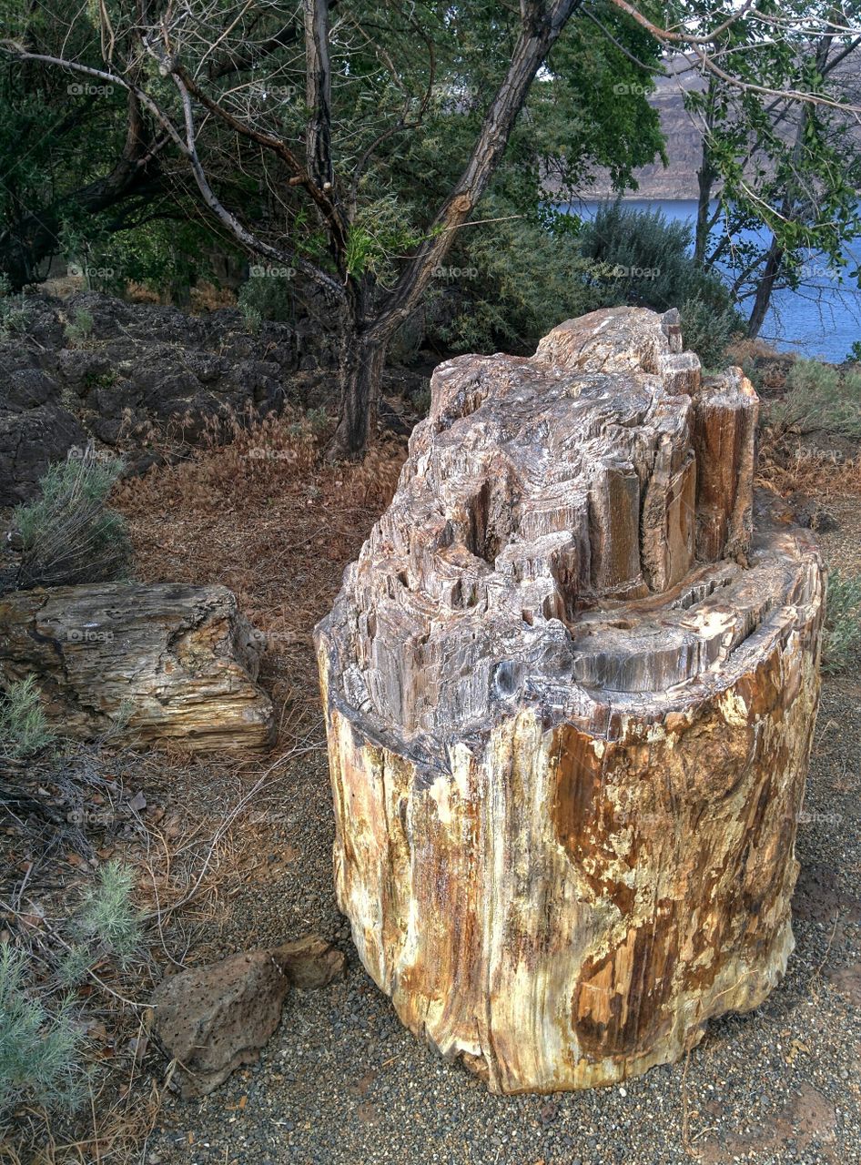 Petrified Ginkgo Tree