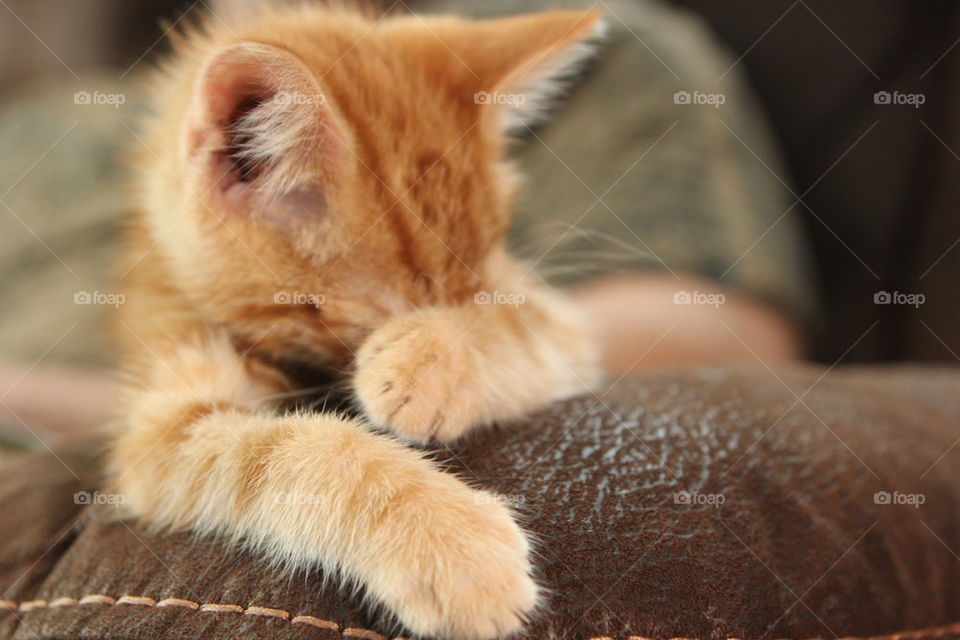 Ginger cat resting on sofa