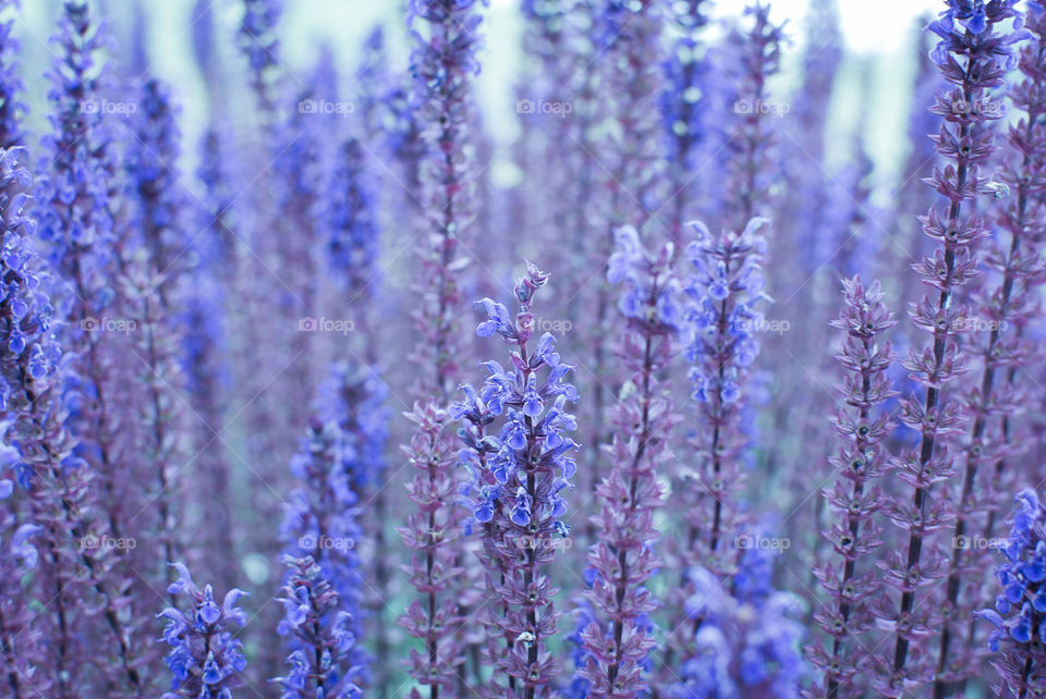 Garden flowers